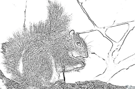 squirrel Coloring Pages To Print